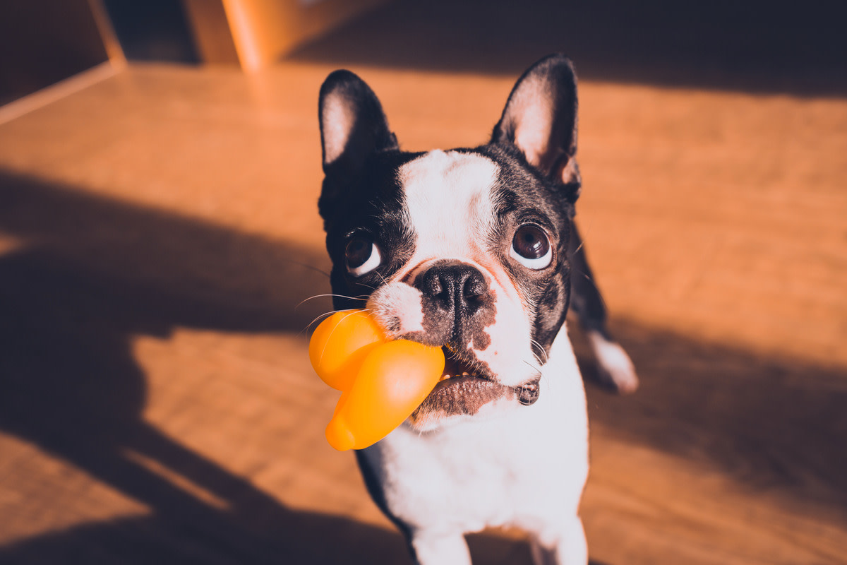 Boston Terriers Busting Into a Box of Squeaky Toys Are Like Kids on Christmas Parade Pets