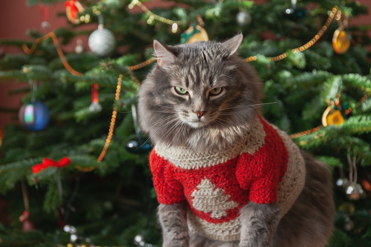 Christmas jumpers shop with cats on