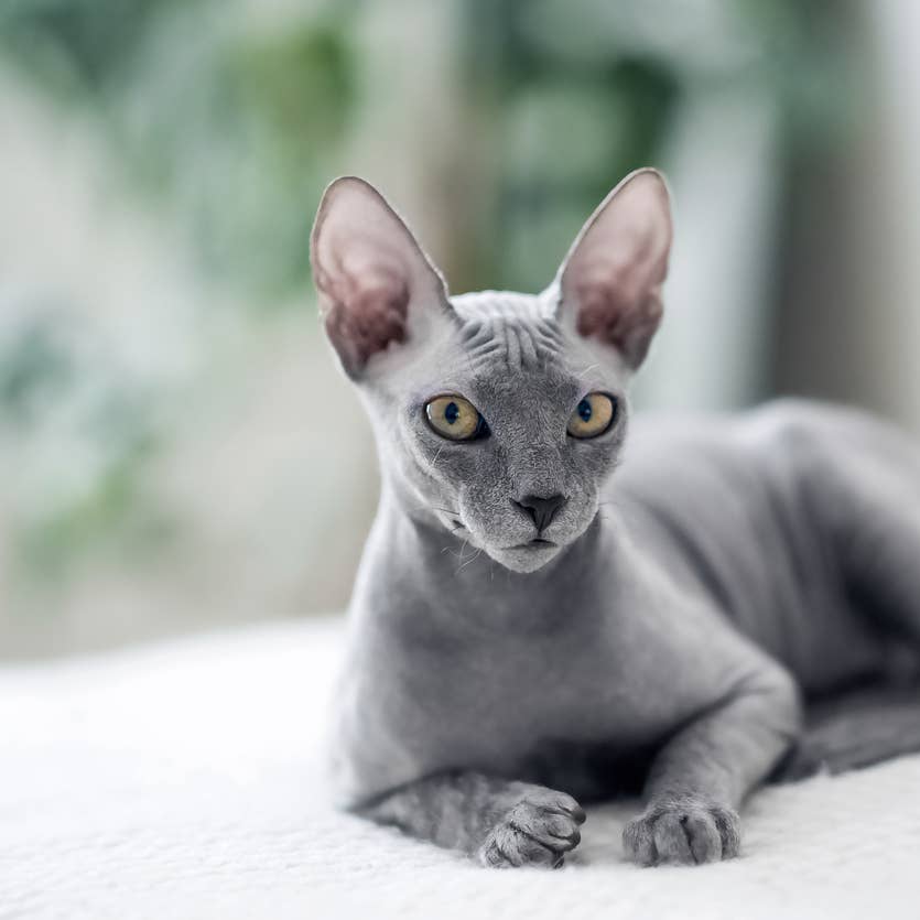 11 Hairless Cat Breeds How They re Different With Photos Parade Pets