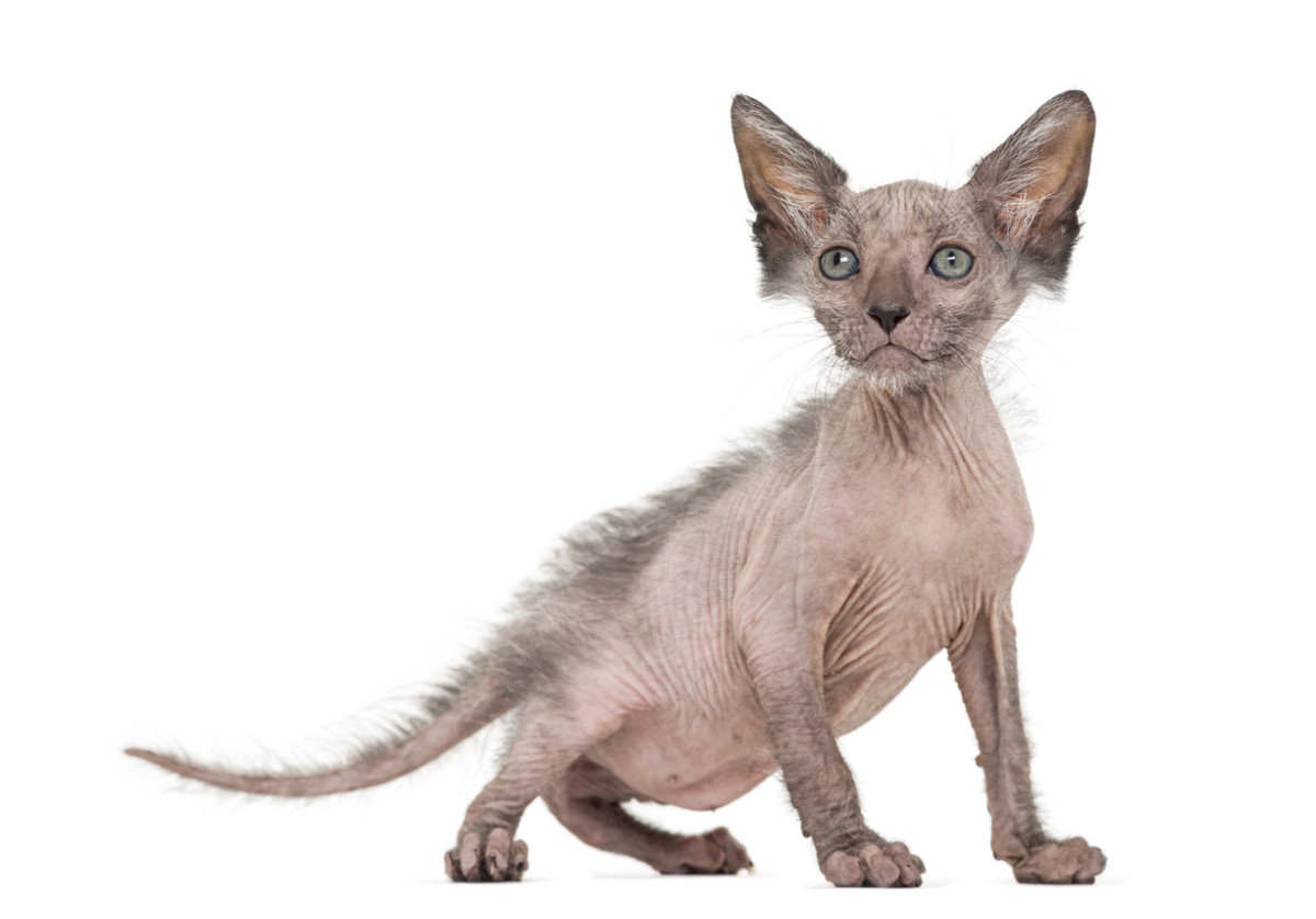 Hairless 2024 oriental shorthair