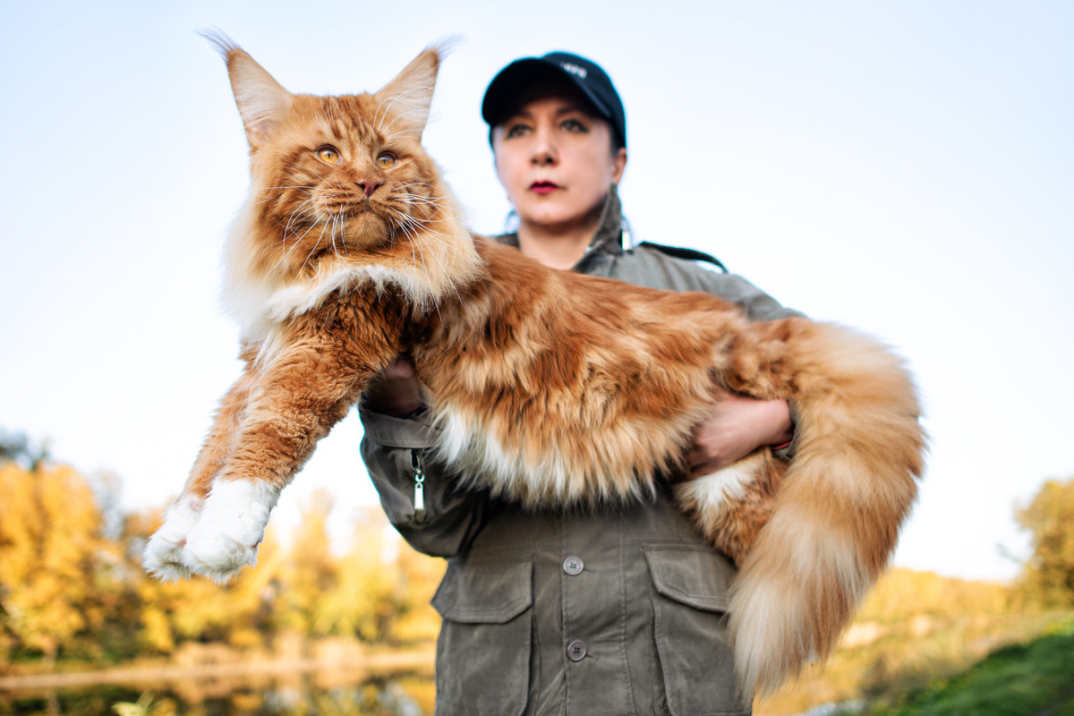 Mom Helping Her Maine Coon Stretch Shows Just How Big He Is - Parade Pets