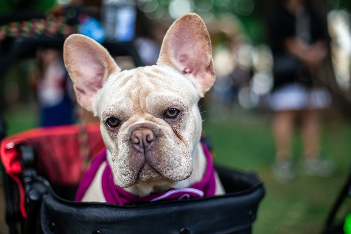 French Bulldog Being Pushed in a Stroller Has Quite a Big Story to Tell