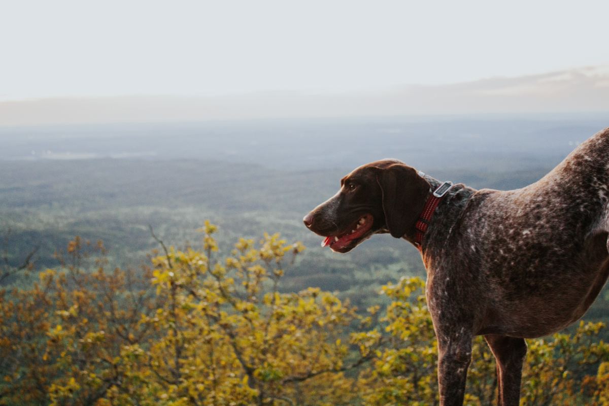 Why Your Dog Needs a Frozen Kong · The Wildest