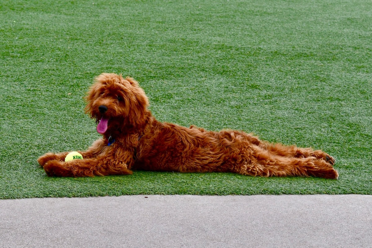 Self bouncing outlet ball for dogs