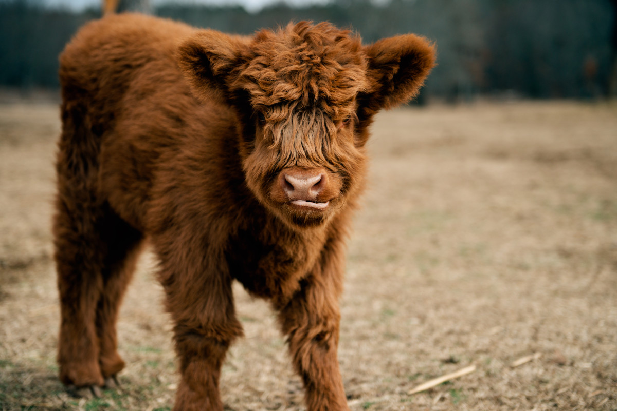 Mini Cows Exploring Big Barn Filled with Horses Is Warming Hearts ...