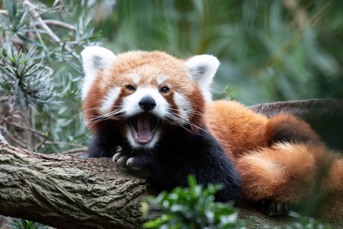 Oregon Zoo Gives Sweet Glimpse Into How They Care for Their Senior Red ...