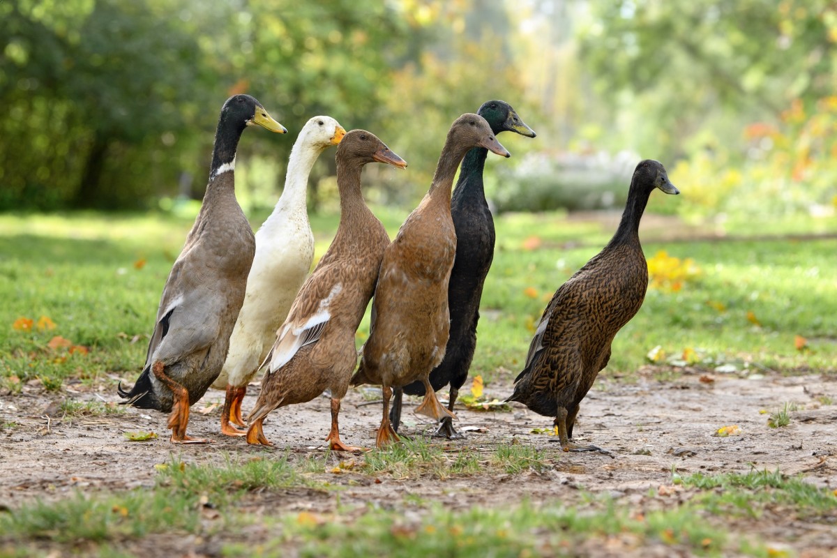 silly-ducks-playing-ding-dong-ditch-on-their-mama-are-way-too-funny