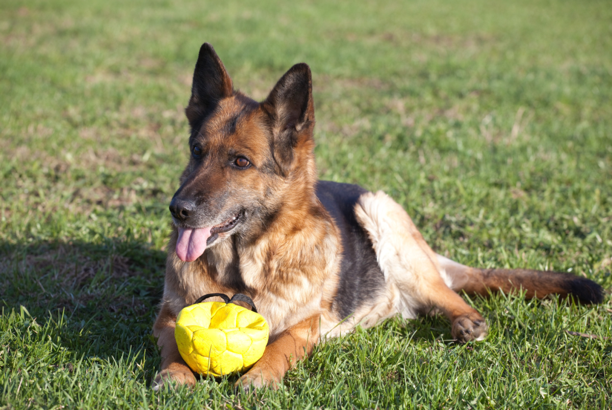 German Shepherd Perfectly Sums Up 'Big Dog Problems' After Getting New ...