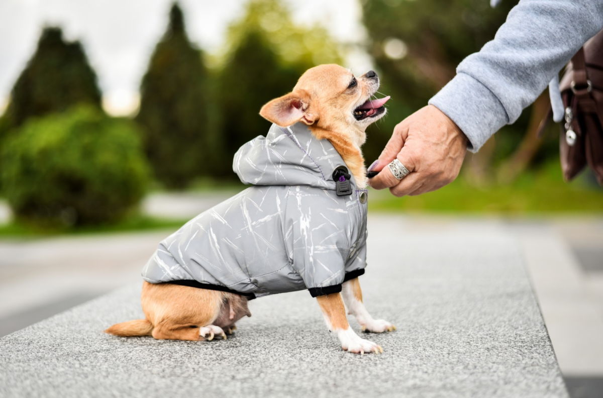 Chihuahua coats hotsell pets at home