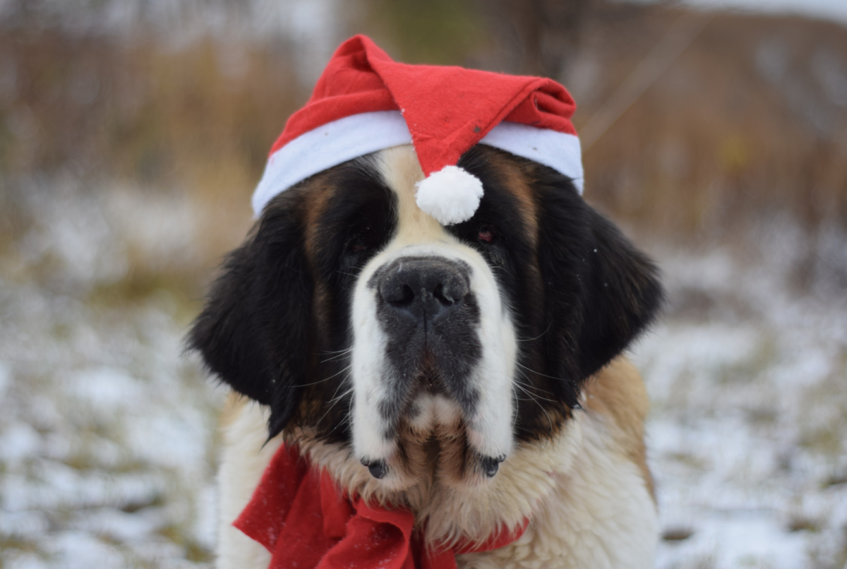 St bernard hot sale christmas