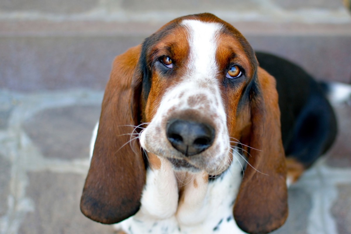 Basset Hound Begging for Cat To Play Couldn't Be More Charming - Parade ...