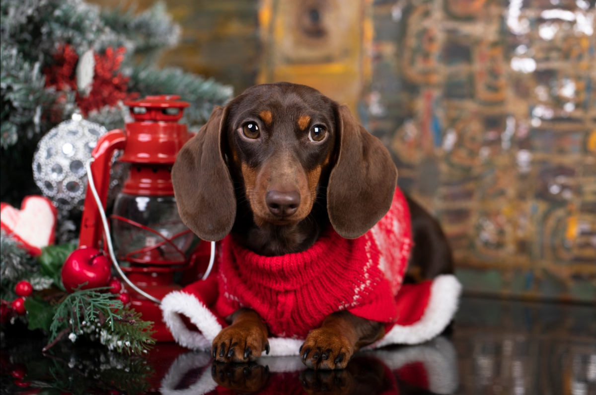 Wife Surprises Husband With Dream Dog in the Sweetest Possible Way ...