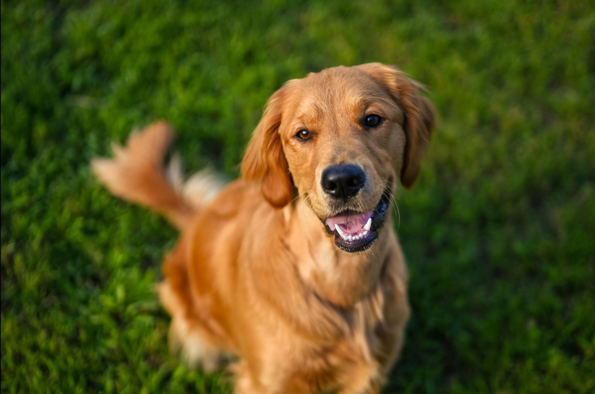 Golden Retriever’s List of New Year’s Resolutions Is Better Than Most ...