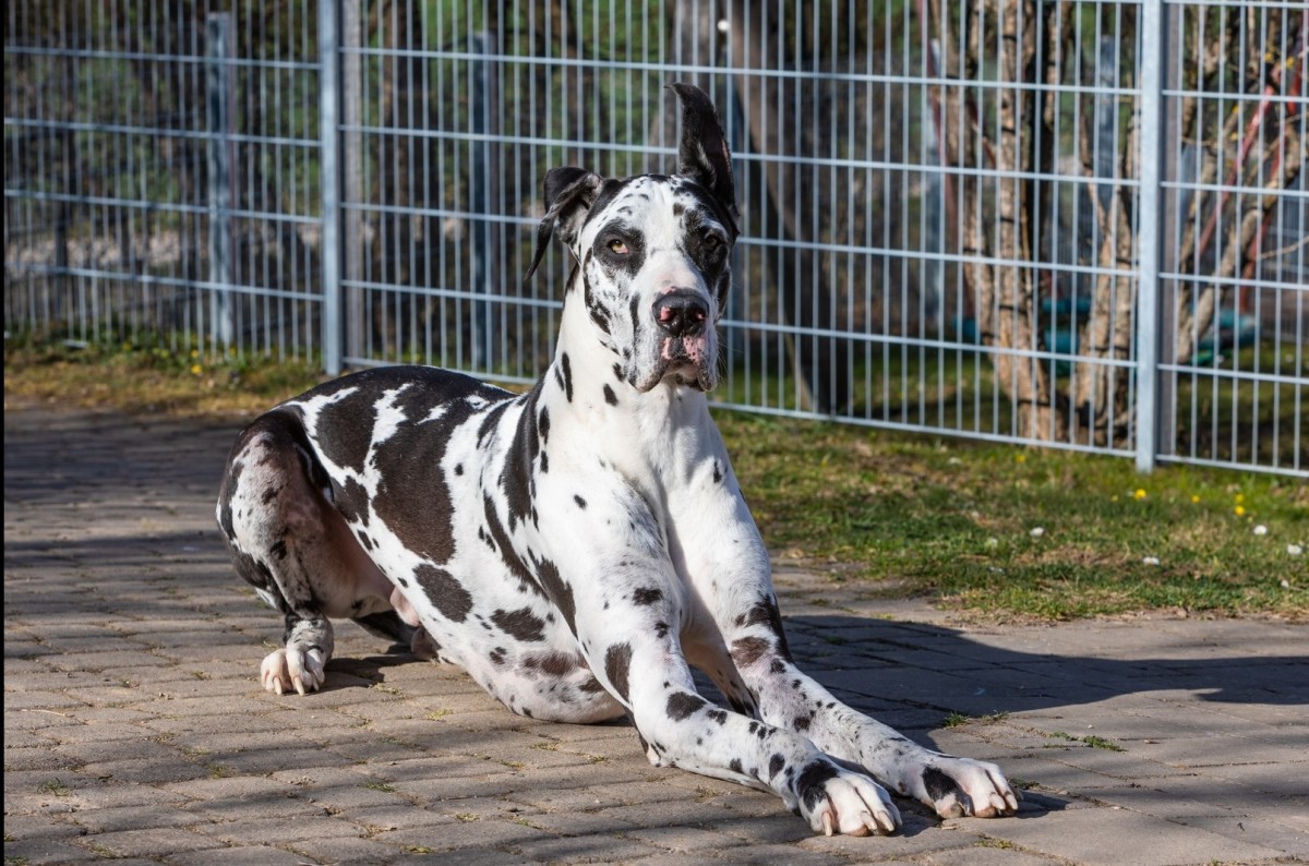 Great Dane Explains Why His ‘Dumpster Diving’ Days Are Over and It’s LOL Funny Parade Pets