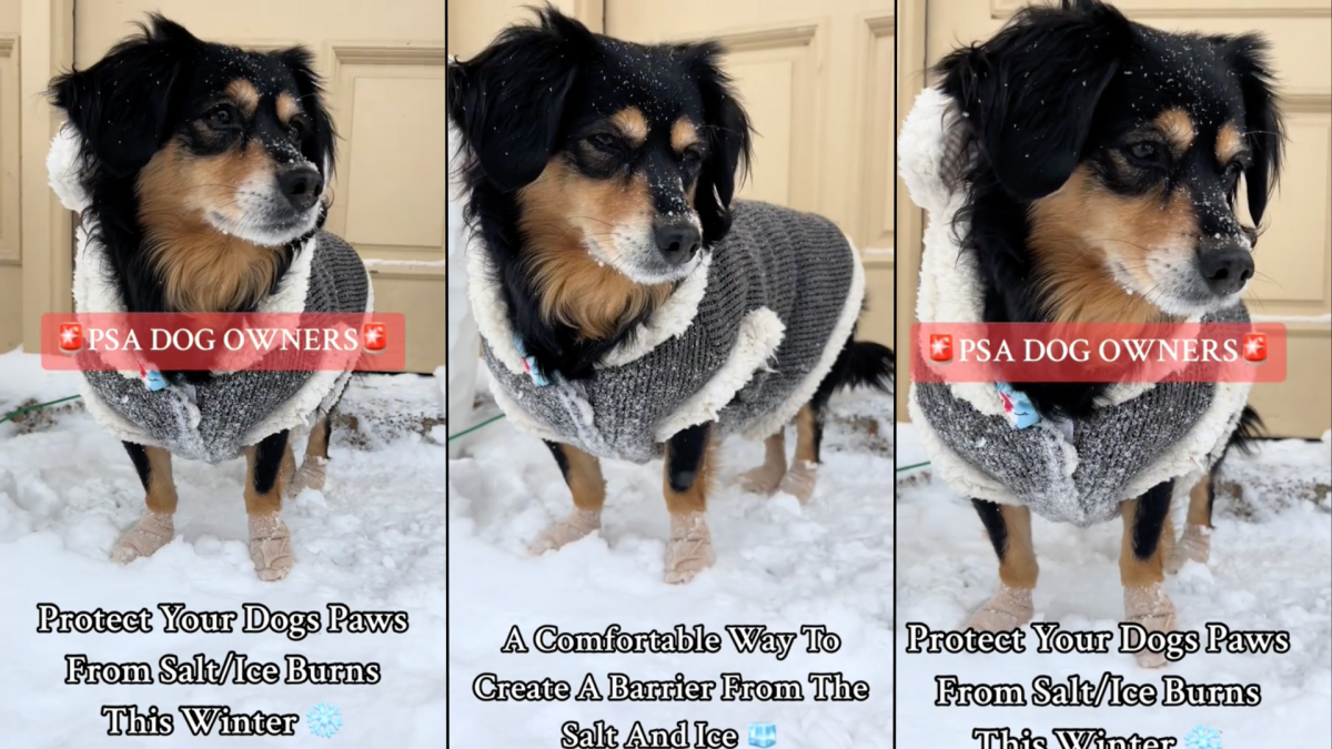 Clever Hack for Protecting a Dog's Paws From Snow Is a GameChanger