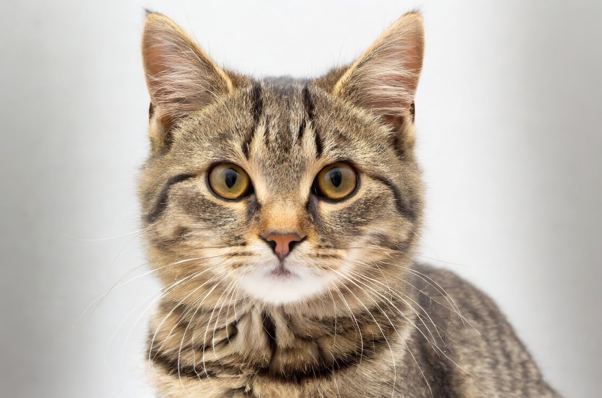 Boutique Owner Feeds Stray Cat Costco Chicken and the Way She Thanks ...