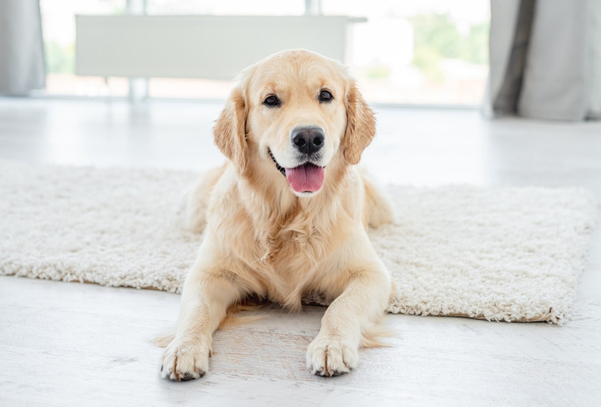 Easy-To-Make Enrichment Tool Promises To Keep Dogs Busy and Happy ...