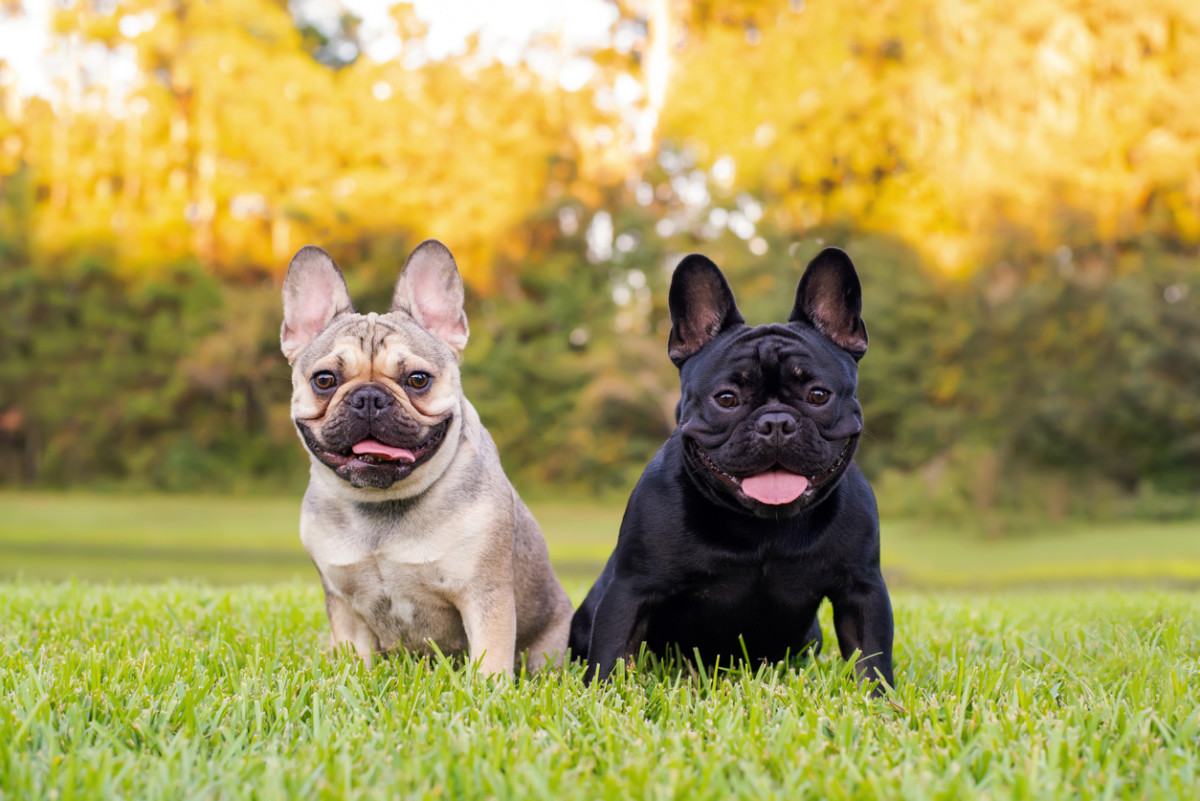 French Bulldog's Precious Reaction To Boyfriend Will Melt Anyone's ...