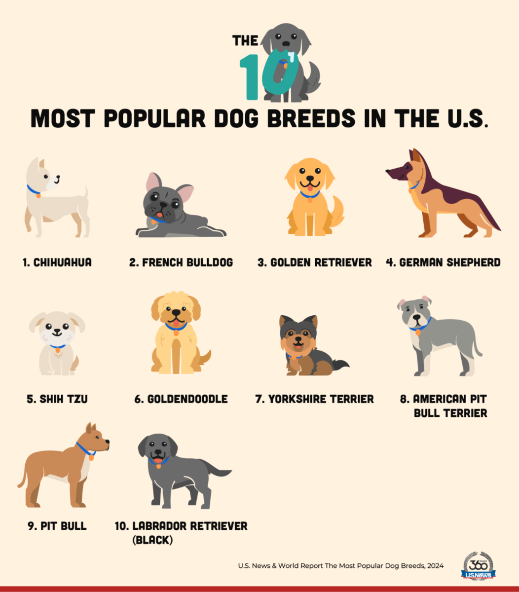 Most Popular Dog Breeds by State