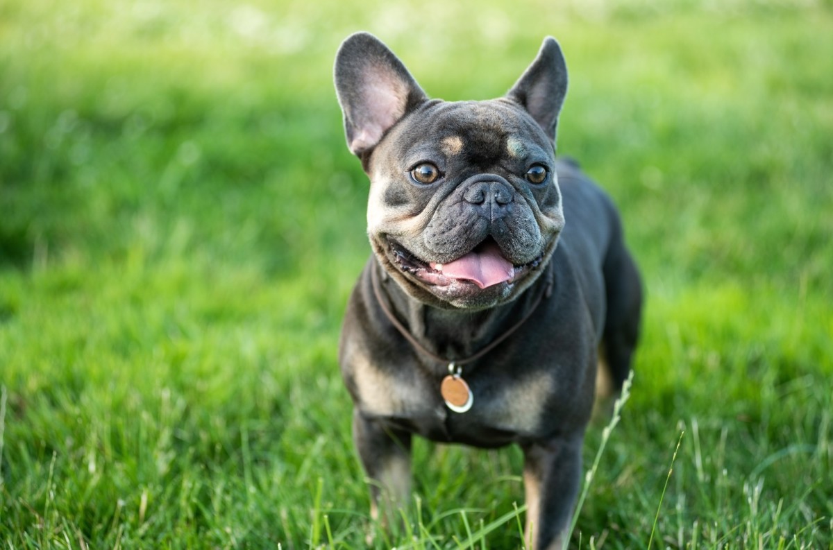 Frenchie Describes 3 Not-So ‘Severe Illnesses’ the Precious Breed Faces ...