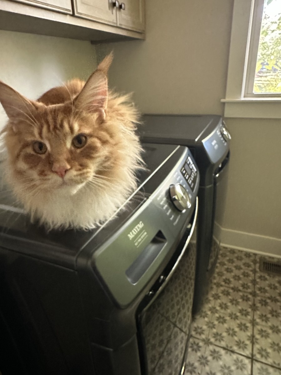 I Finally Conquered My Maine Coon's Shedding with One Simple Game