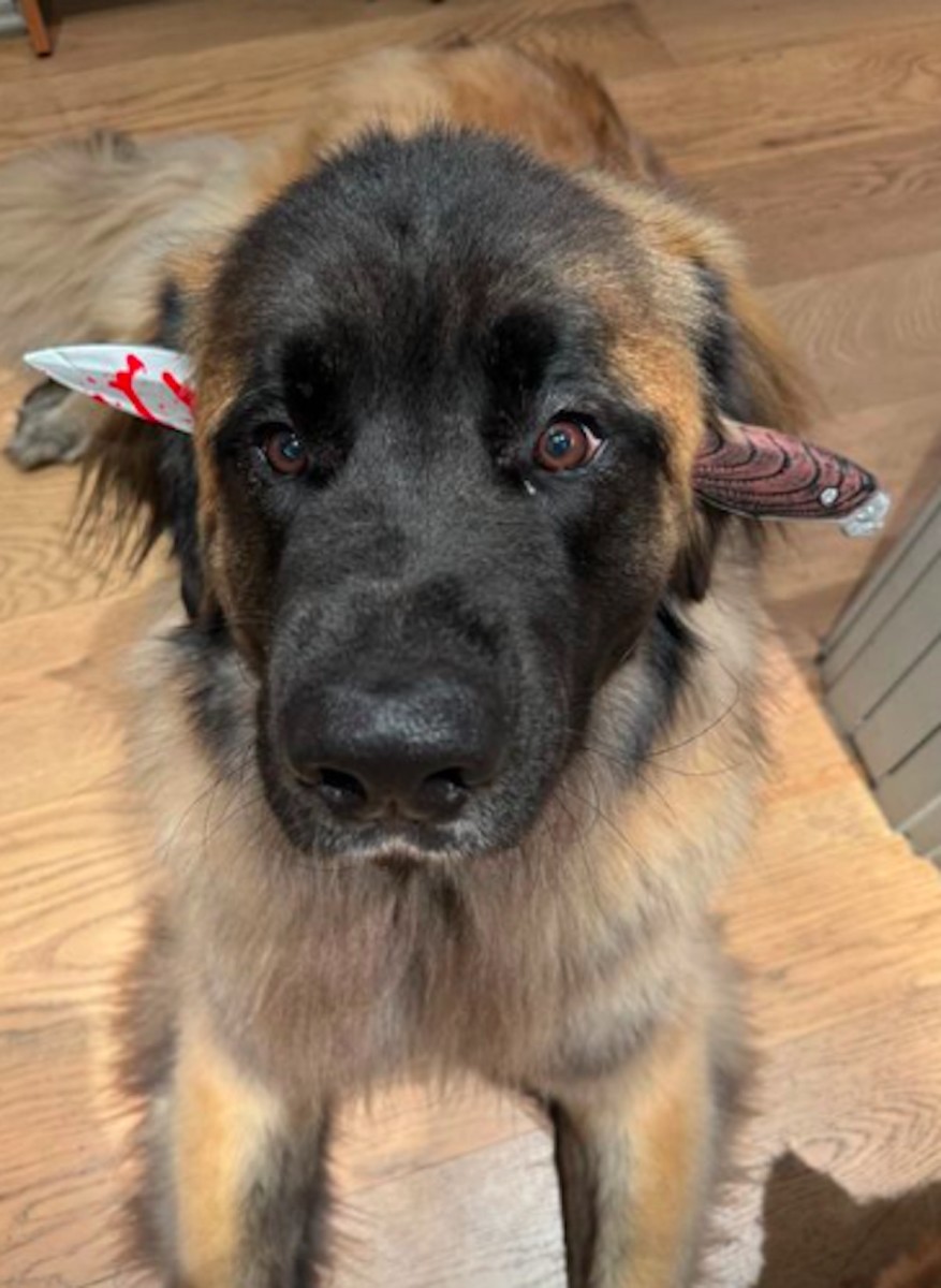 Adam Levine's Dog Has the Most Terrifying Halloween Costume & It's Epic