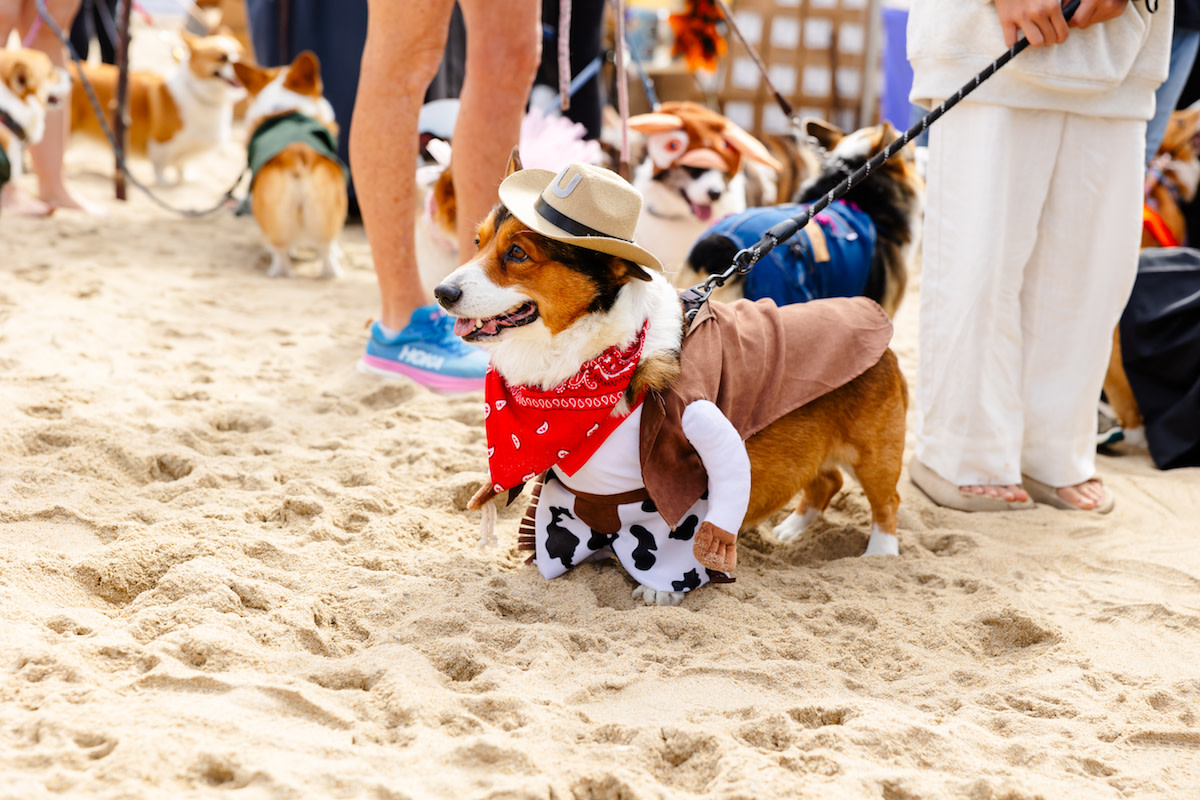 Hundreds of Corgis in Costume Took Over Huntington Beach & the Footage ...