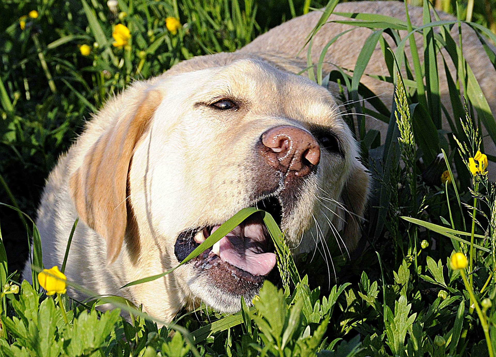 Picture of Why Do Dogs Eat Grass? A Veterinarian Answers - Parade Pets
