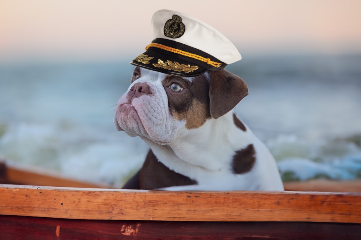 New DogFriendly 'Margaritaville' Cruise Setting Sail from Tampa in