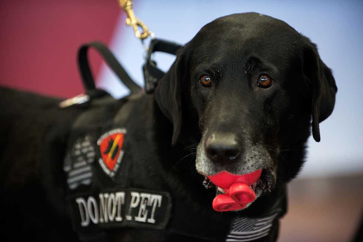 The TSA's 2025 Calendar Honoring Their Top Explosive Detection Dogs Is