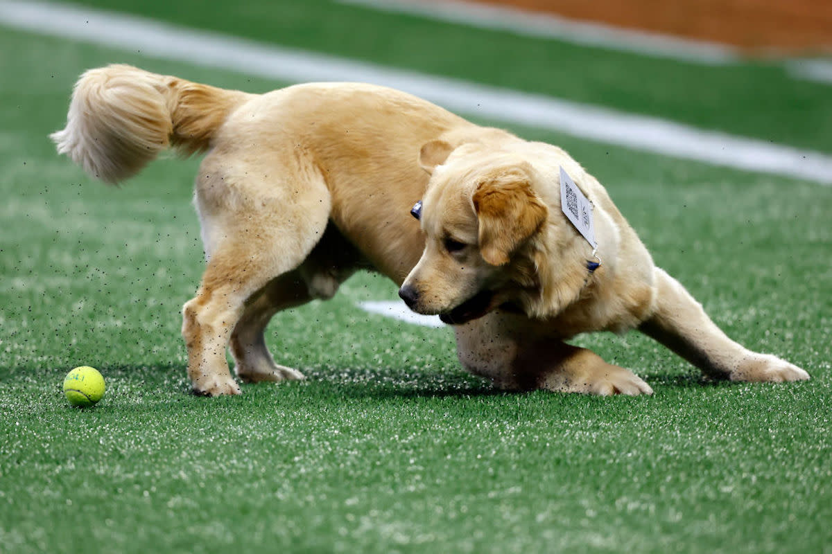 Kirk Herbstreit's Golden Retriever 'Peter' Gets Sweetest Surprise From