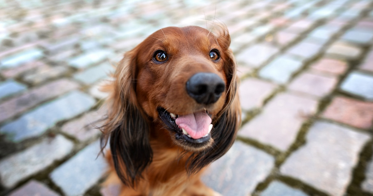 https://paradepets.com/.image/w_1200%2Ch_630%2Cg_auto%2Cc_fill/NTowMDAwMDAwMDAwMTY4ODA2/smiley-dachshund.jpg
