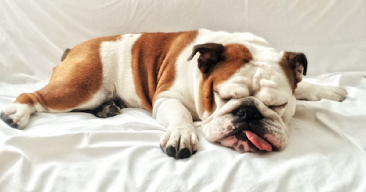 Cuddliest Dog Breeds: Discover Fluffy Companions