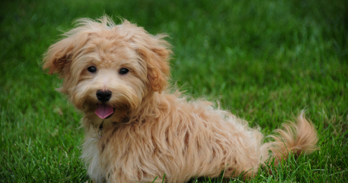 Small Dog Breeds And Mixes: Perfect Pets For Your Home