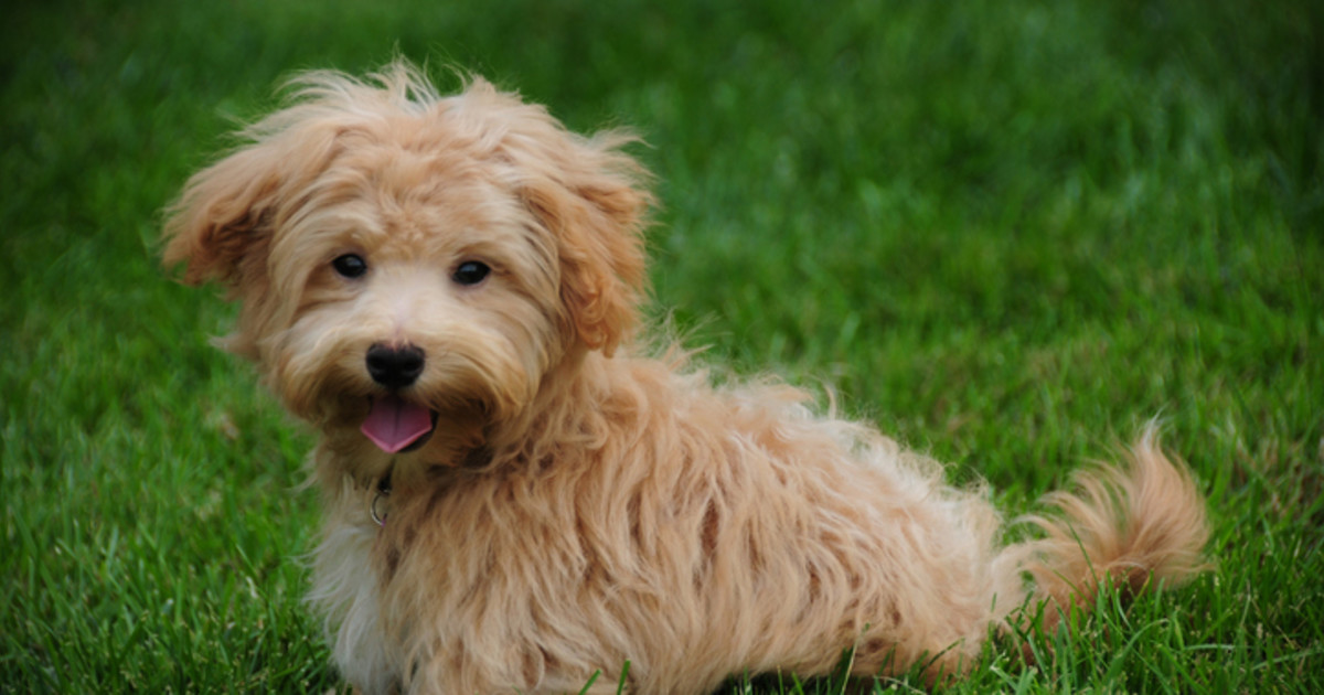 Dog Breeds That Live the Longest: Uncover Top Longevity