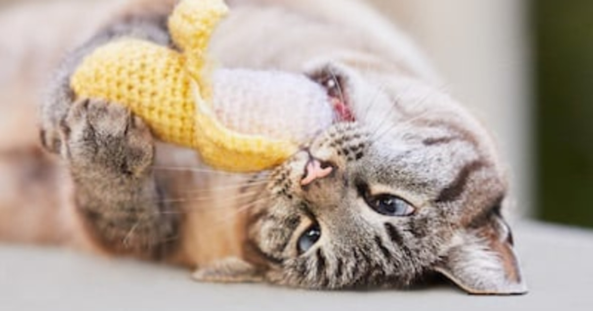 Do Cats Need Catnip: Essential Facts Every Cat Owner Should Know