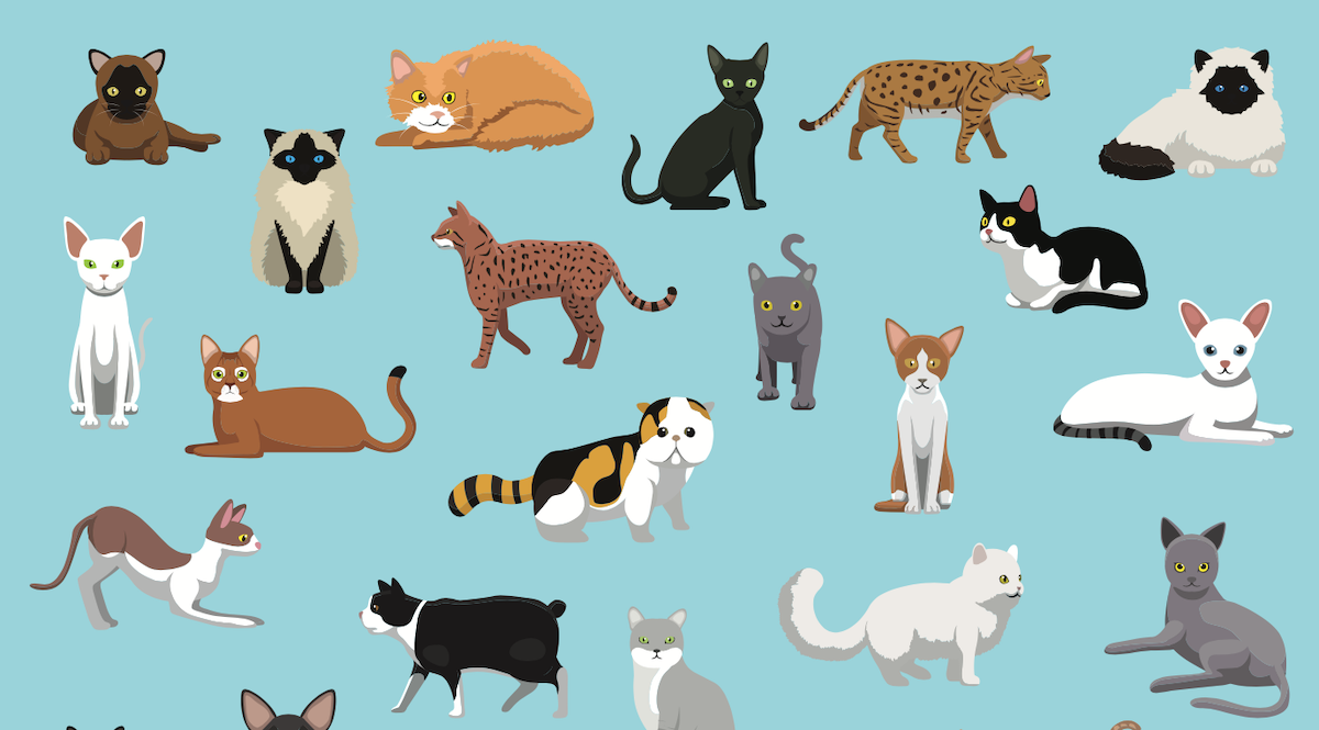 What Cat Breed Should I Get: Ultimate Guide to Find Your Perfect Feline