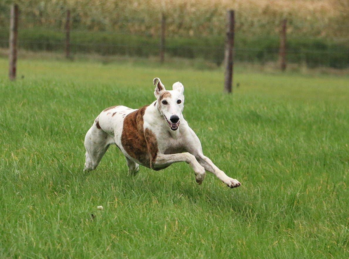 What are the Fastest Dog Breeds: Meet the Speedsters