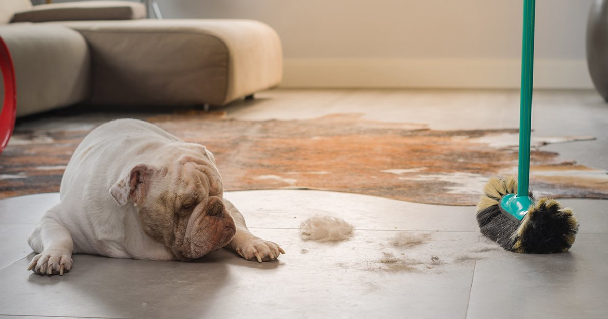Tips for Cleaning Pet Areas: Essential Tricks for a Fresh Home