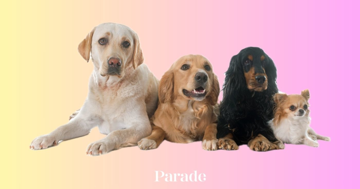 Most Loving Dog Breeds: Heartwarming Companions