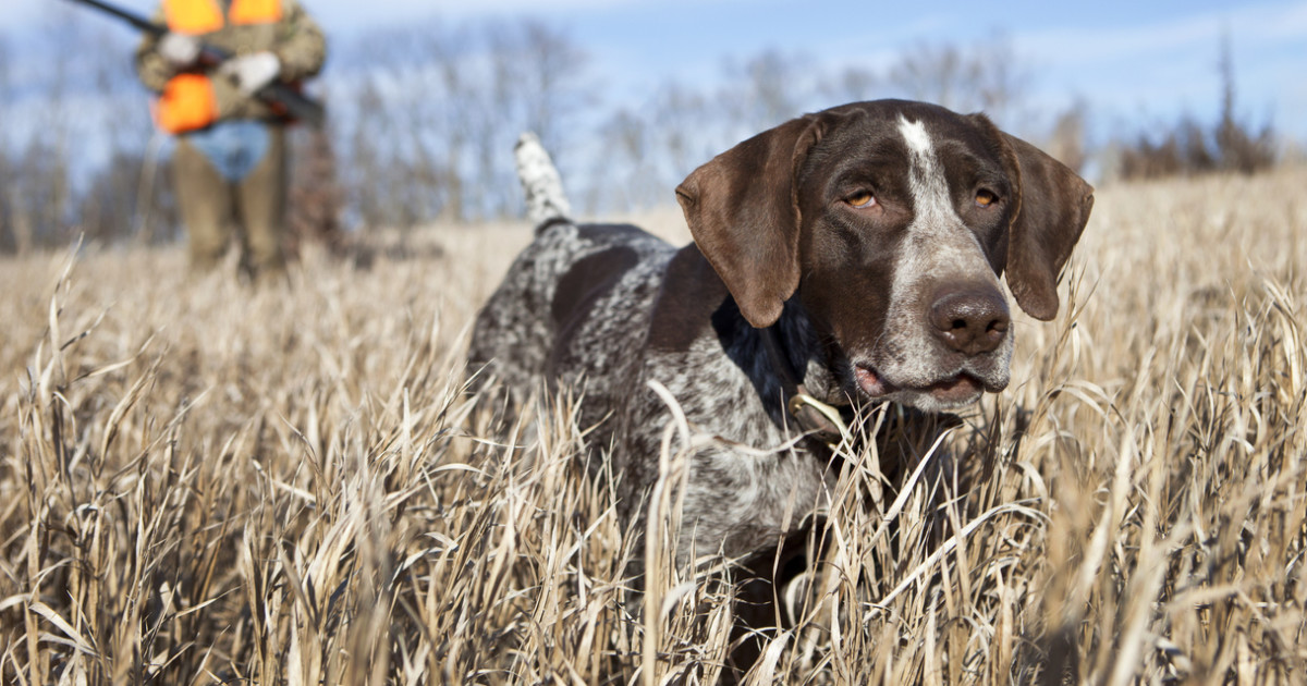 Bird Dogs Breeds: Ultimate Guide to Hunting Companions