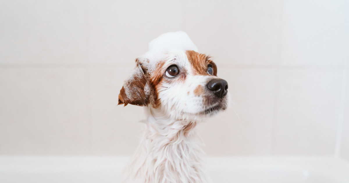 Why Does My Dog Stink Even After a Bath: Shocking Causes Revealed