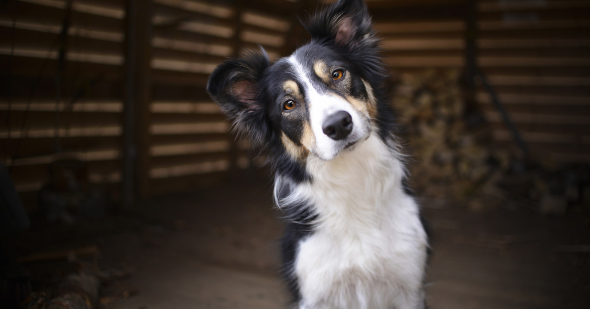 Worst Dog Breeds: Unveiling the Challenges Ahead