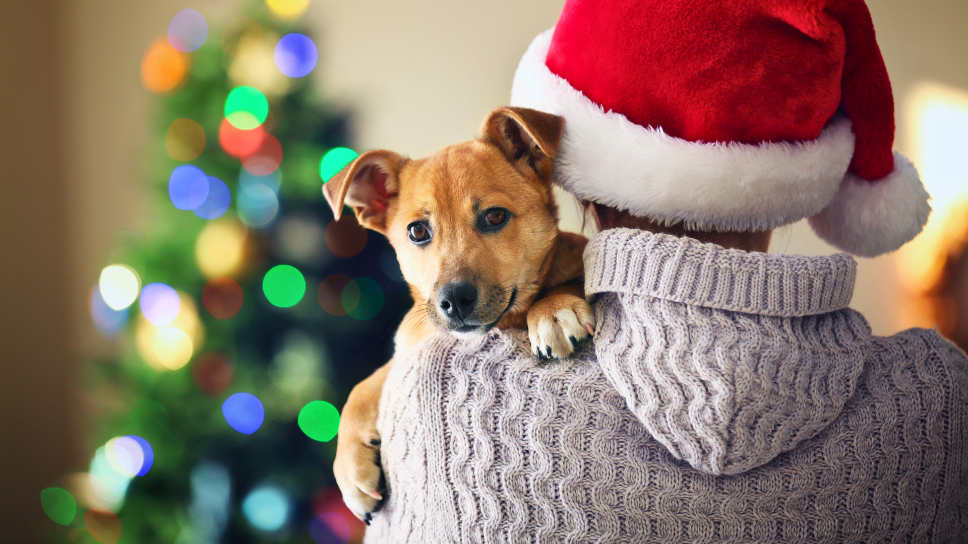 Are Christmas Trees Toxic to Dogs: Essential Safety Tips