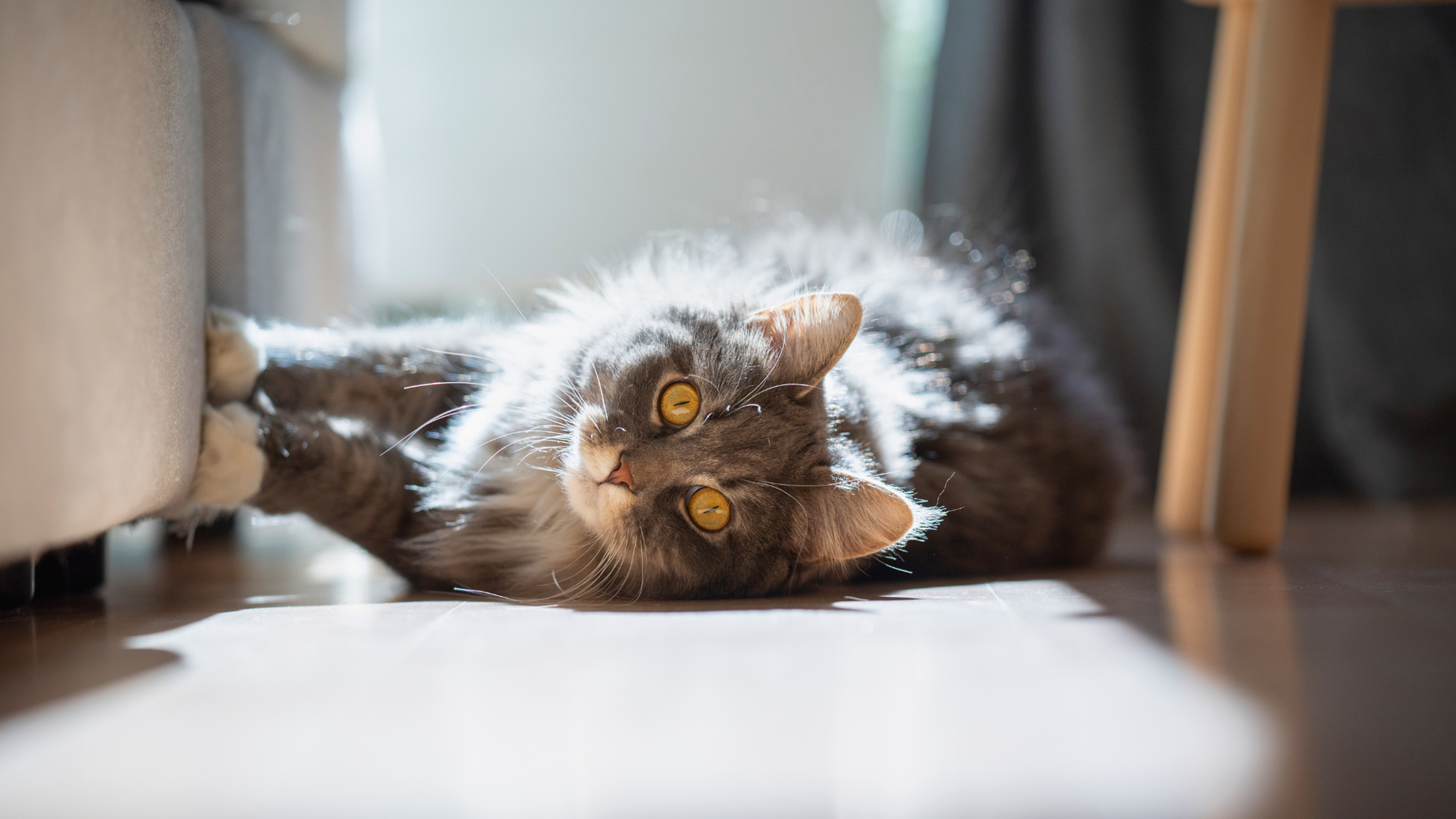 What Cat Breeds Don'T Scratch Furniture: Top Scratch-Proof Cats