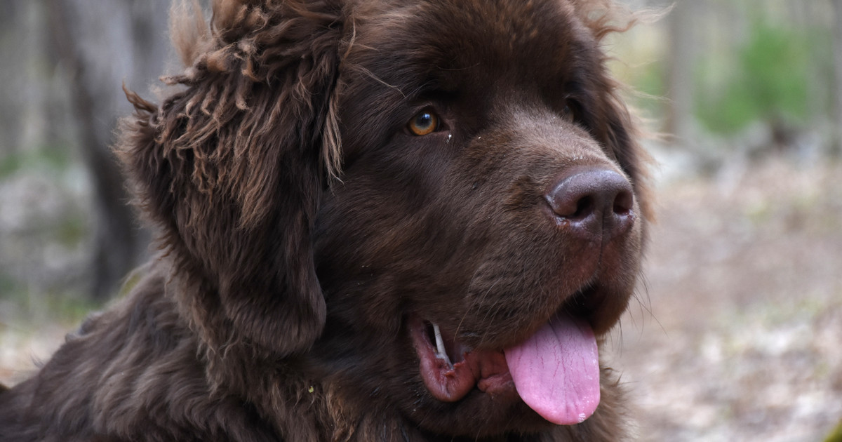 Newfoundland Dog Health Issues: Crucial Tips for Owners