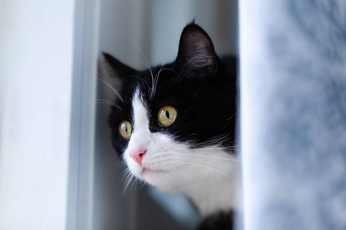 Why Does My Cat Sound Like a Squeaky Toy? Surprising Reasons!