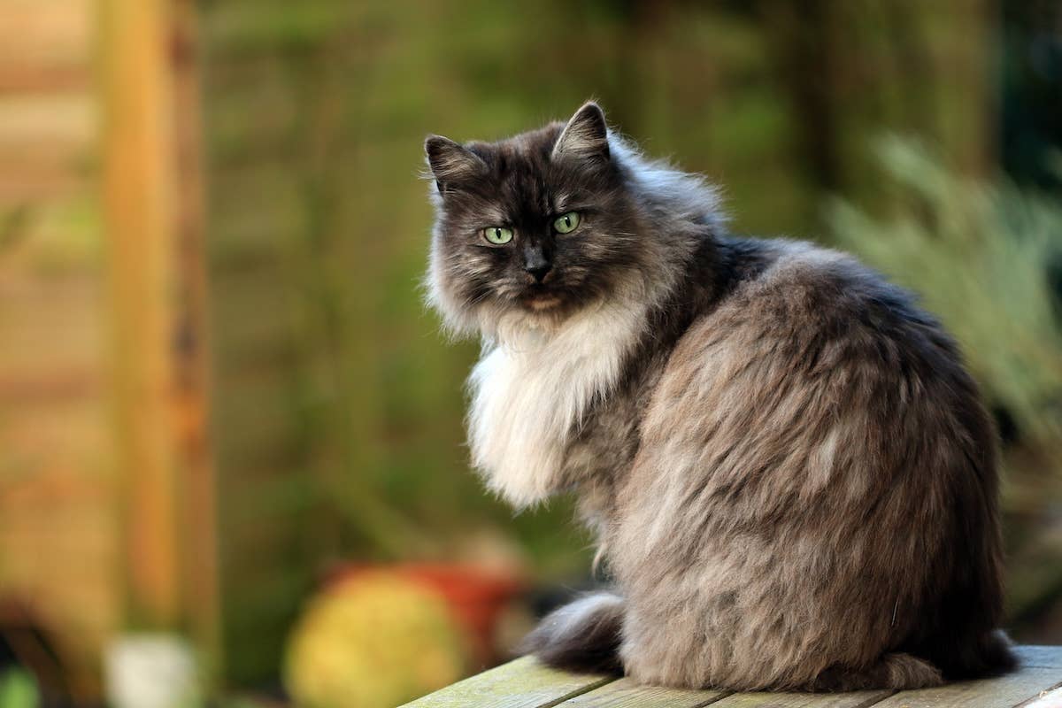 What Breeds Use Black Golden Smoke Cat Color: Top Unique Felines