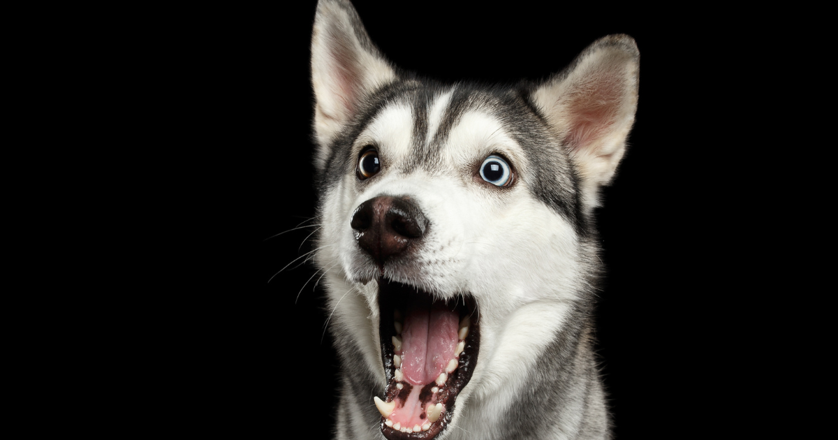 Viral Husky Shocks Everyone by Saying 'Hello' and 'How Are You?' - Parade Pets