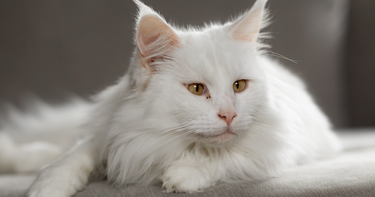 maine-coon-deaf.jpg